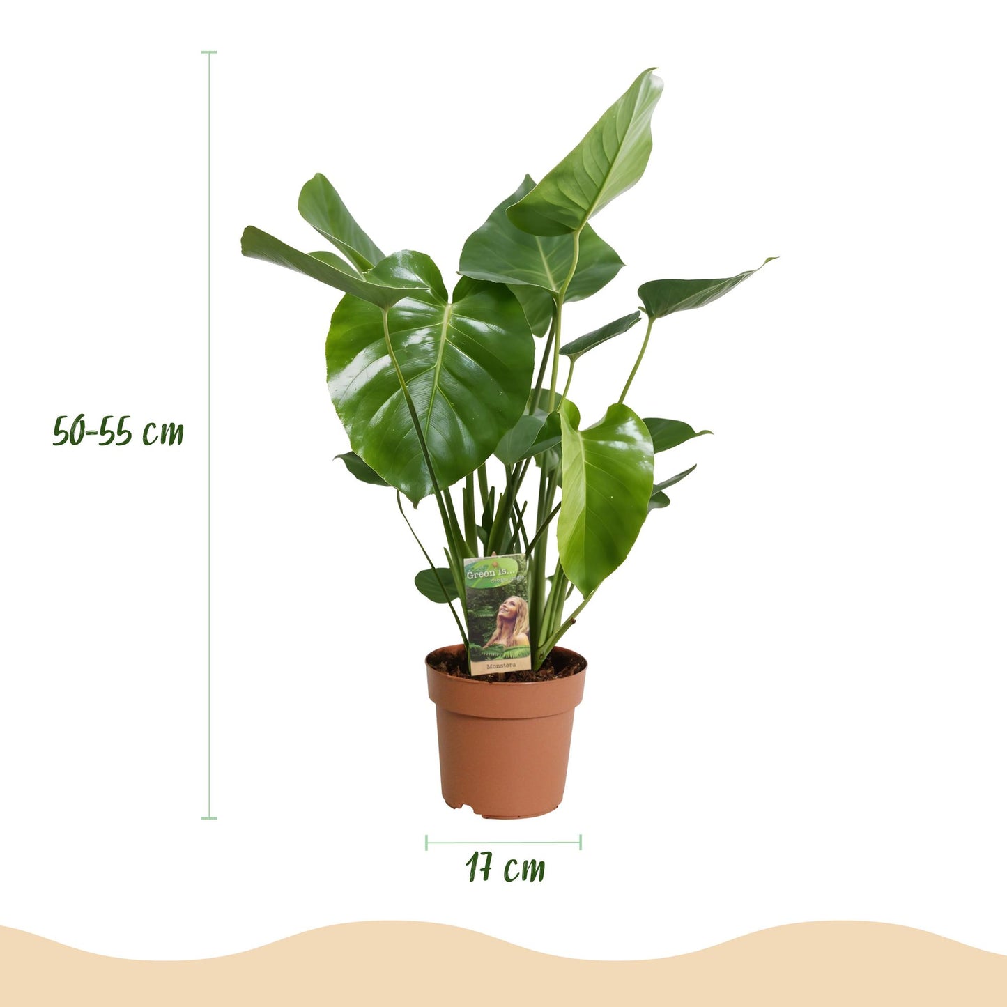 Monstera deliciosa – Gatenplant