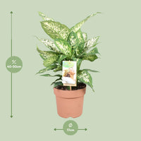 Dieffenbachia ‘Compacta’ – Dieffenbachia kamerplant