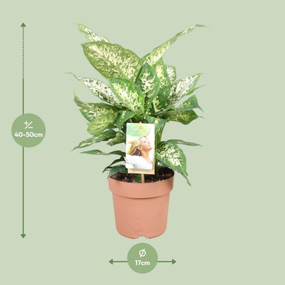 Dieffenbachia ‘Compacta’ – Dieffenbachia kamerplant