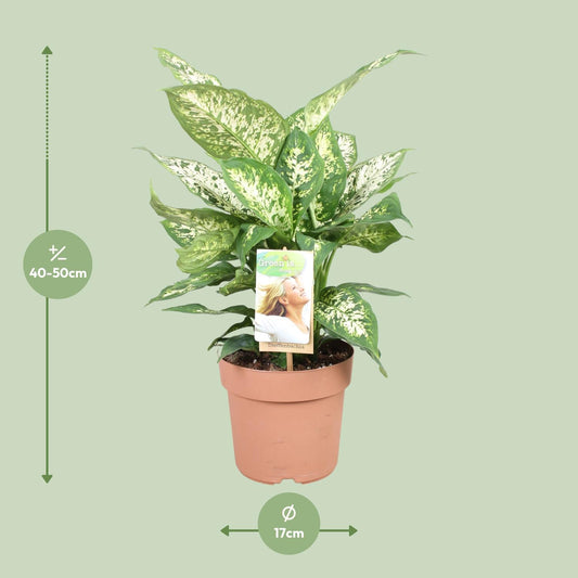 Dieffenbachia ‘Compacta’ – Dieffenbachia kamerplant