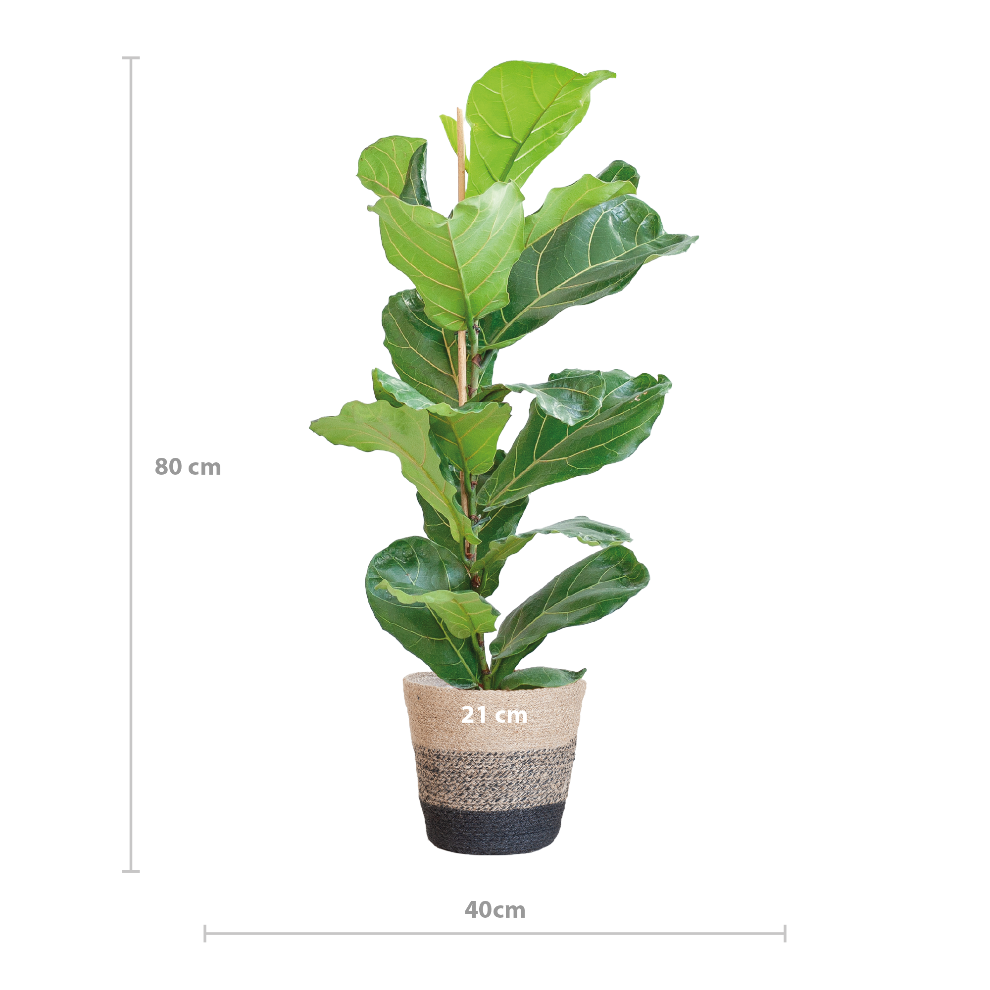 Ficus Lyrata met Mand Lissabon zwart - 80cm - Ø21