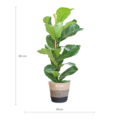 Ficus Lyrata met Mand Lissabon zwart - 80cm - Ø21
