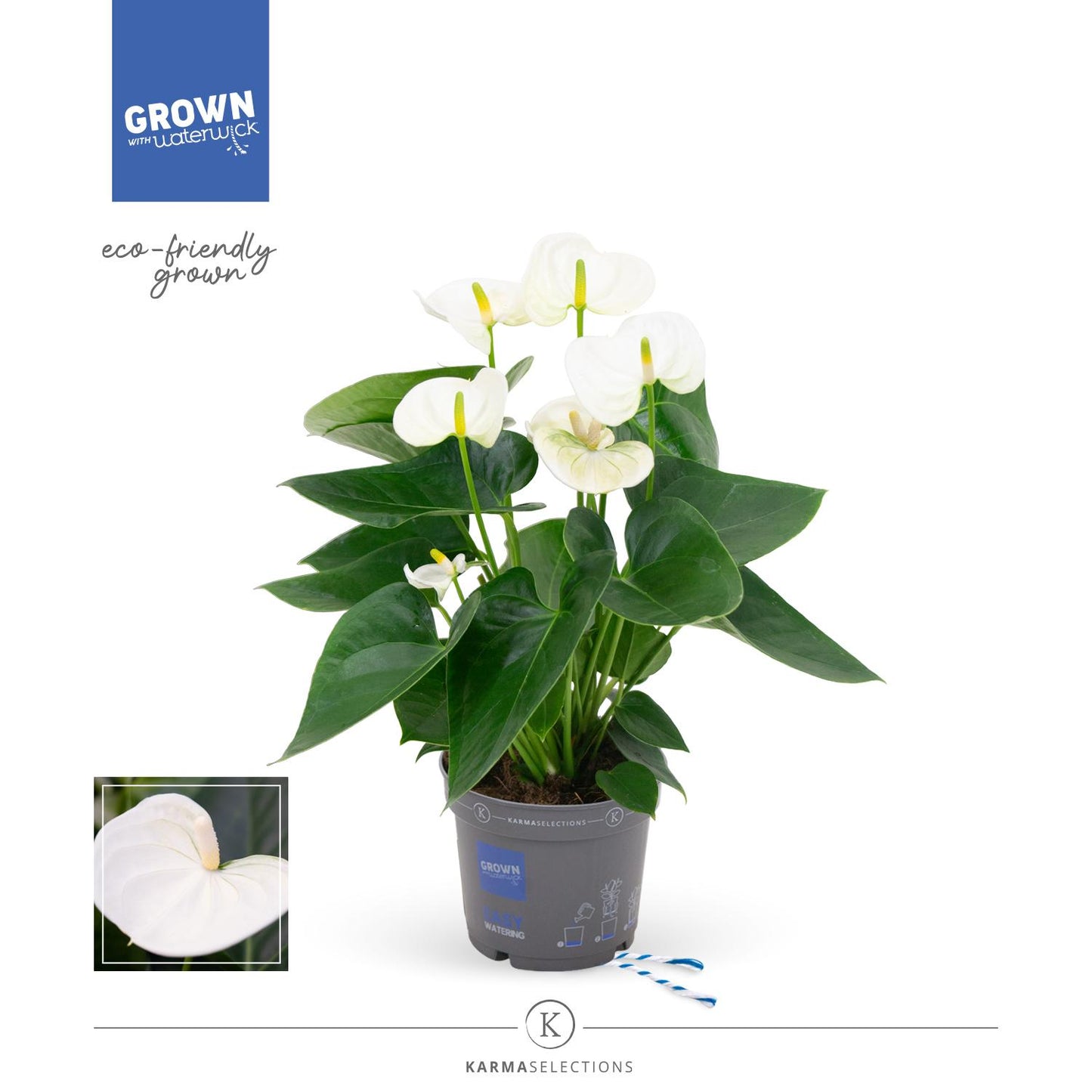 Anthurium – Flamingoplant Ø12 35-45 cm