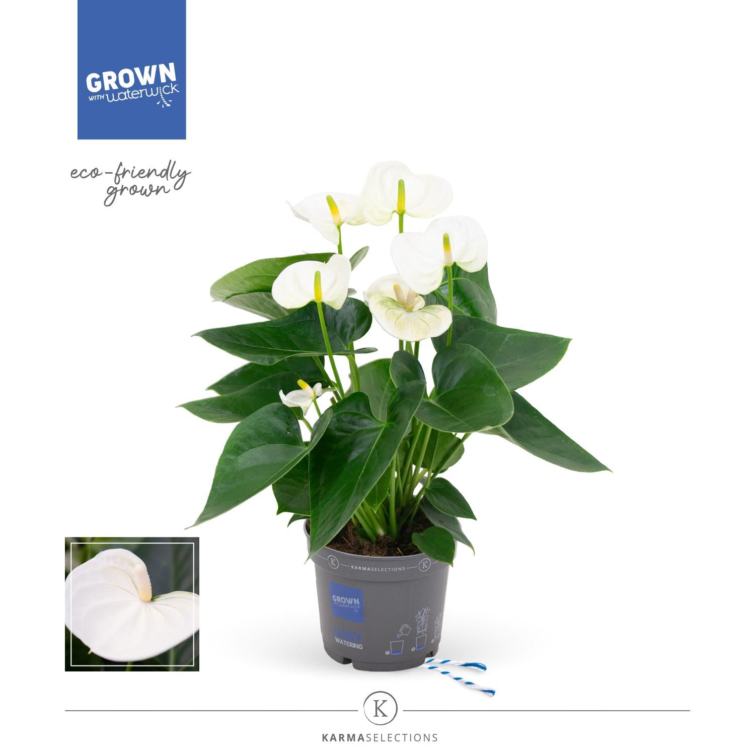Anthurium – Flamingoplant Ø12 35-45 cm