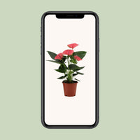 Anthurium – Flamingoplant Ø12 35-45 cm