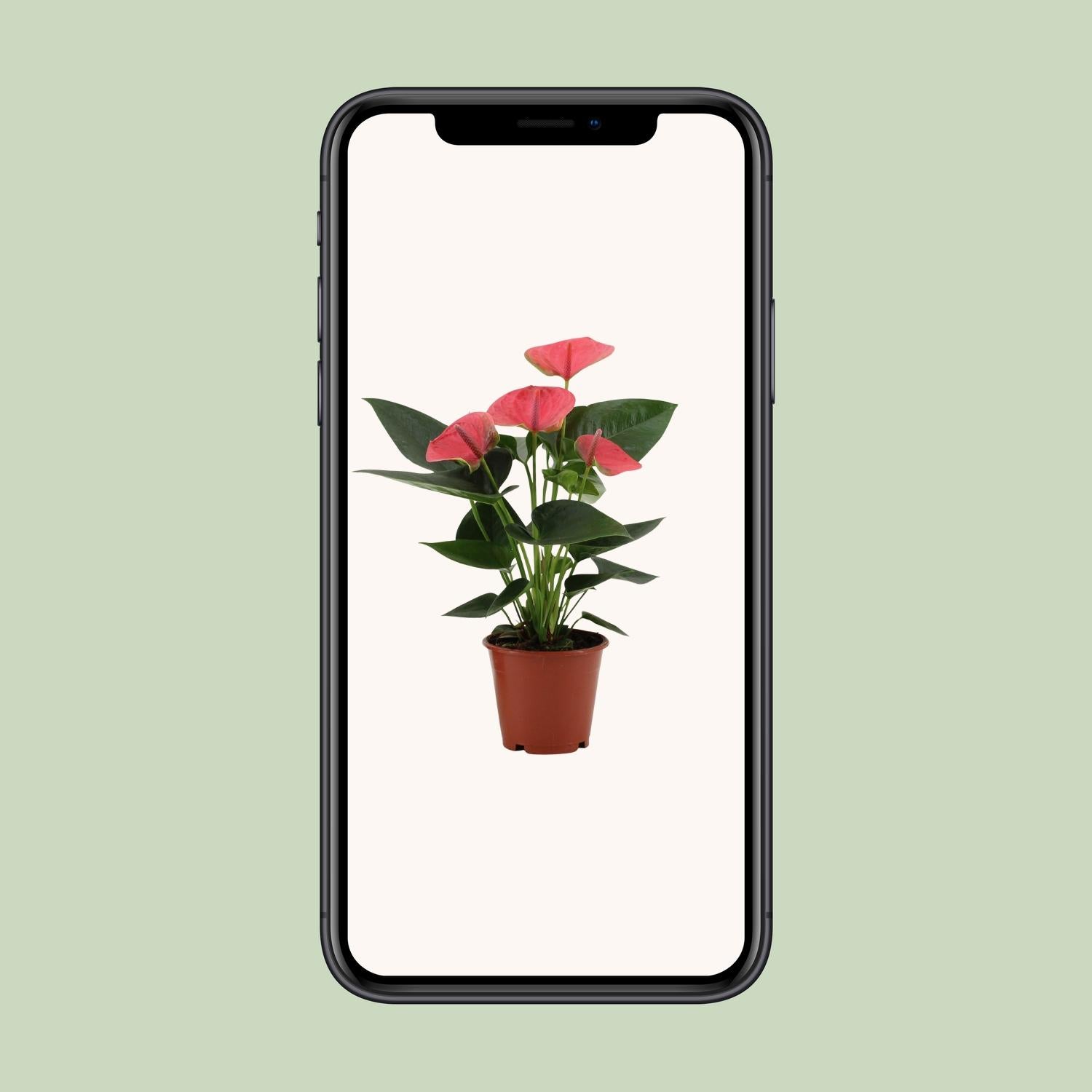 Anthurium – Flamingoplant Ø12 35-45 cm