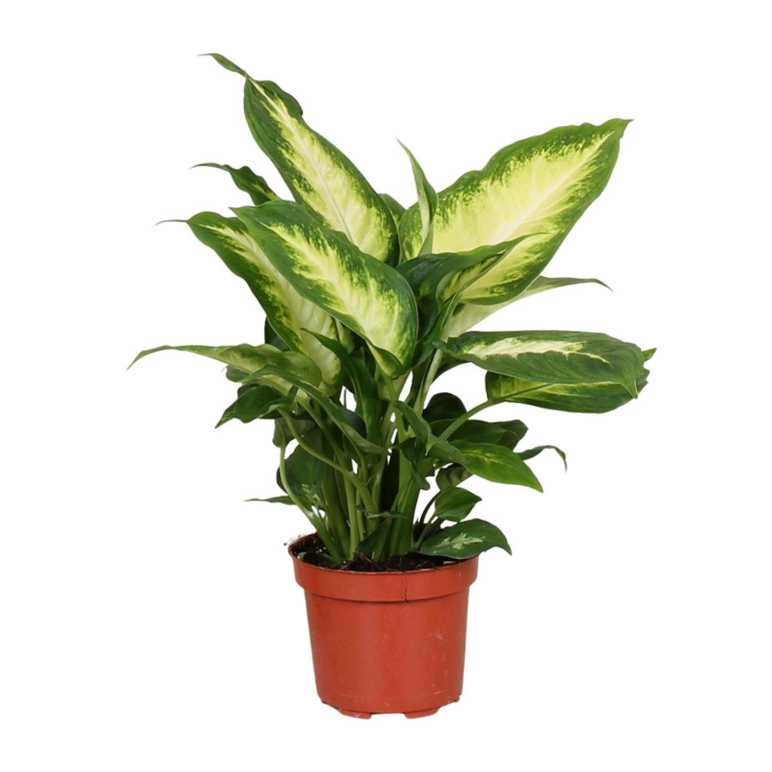 Dieffenbachia Camilla – Dieffenbachia kamerplant