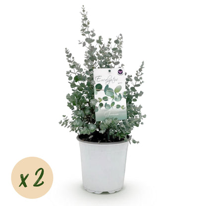 Green boutiQ - Terrasplant - Eucalyptus boom - Eucalyptus gunni  - Grijs - 2 Planten - Winterhard - Pot 17cm Hoogte 40cm