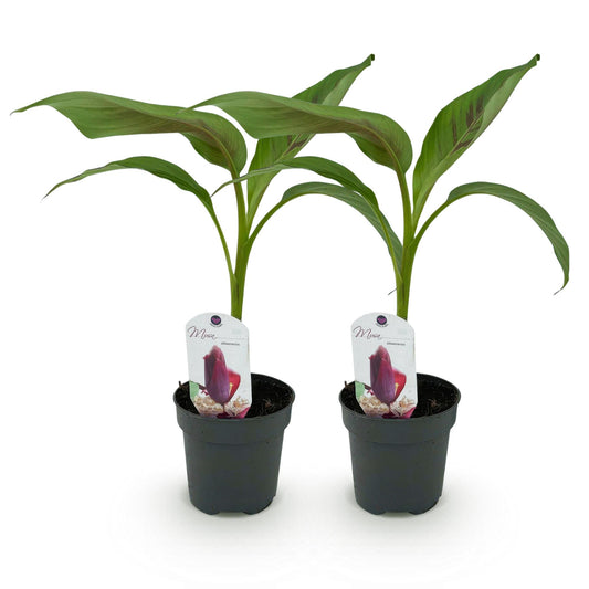 Green boutiQ - Fruitplant - Bananen plant - Musa sikkemensis Red Tiger - Winterhard - 2 planten - Pot 12cm Hoogte 30cm