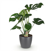 Monstera deliciosa – Gatenplant