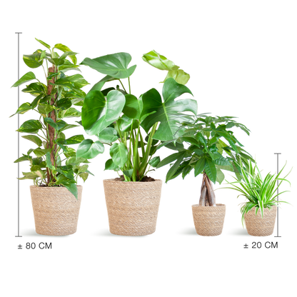 Easy care Plantenbox - medium - met mand Sofia