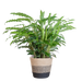 Calathea Rufibarba met Mand Lissabon zwart - 55cm - Ø17