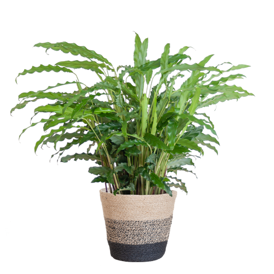 Calathea Rufibarba met Mand Lissabon zwart - 55cm - Ø17