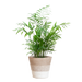 Chamadorea Elegans met Mand Lissabon wit - 55cm - Ø17