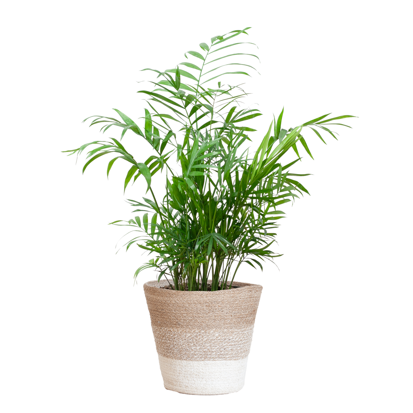 Chamadorea Elegans met Mand Lissabon wit - 55cm - Ø17