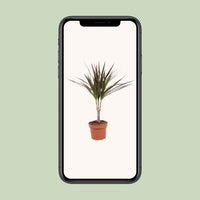 Dracaena Magenta - Ø12cm - ↕50cm