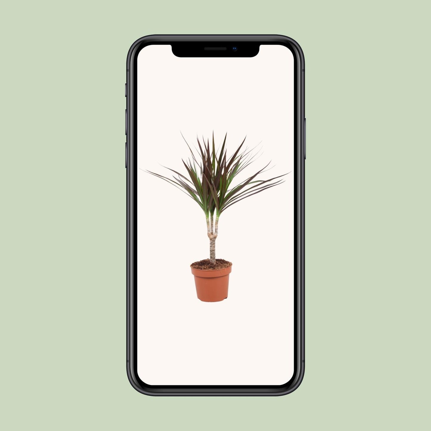 Dracaena Magenta - Ø12cm - ↕50cm