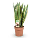 Sanseveria Laurentii – Vrouwentong kamerplant