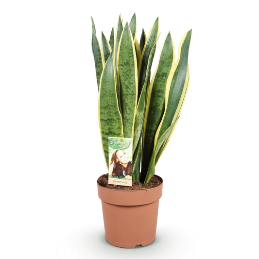 Sanseveria Laurentii – Vrouwentong kamerplant