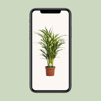 Dypsis Lutescens - Ø17cm - ↕65cm
