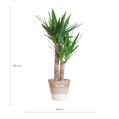 Yucca Elephantipes met Mand Lissabon wit - 90cm - Ø21