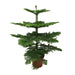 Araucaria Heterophylla - Ø21cm - ↕70cm