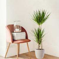 Dracaena Marginata met Viber wit - 95cm - Ø21