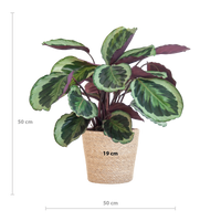 Calathea Medaillon met Sofia mand naturel - 65cm - Ø19