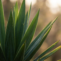 Yucca Elephantipes – Palmlelie kamerplant