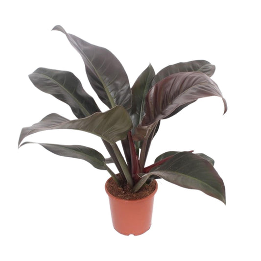 Philodendron Imperial Red – Philodendron kamerplant