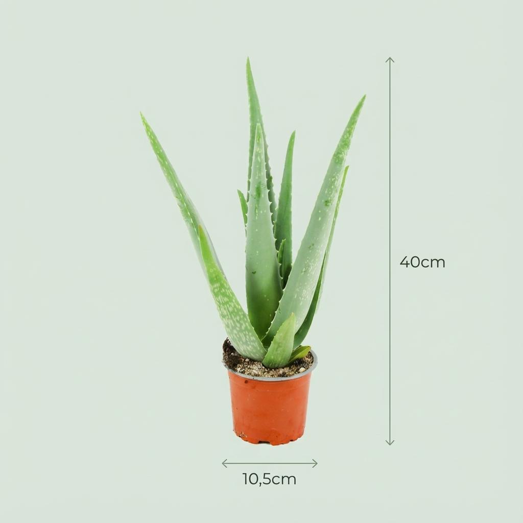 Aloe Vera – Aloë vera kamerplant