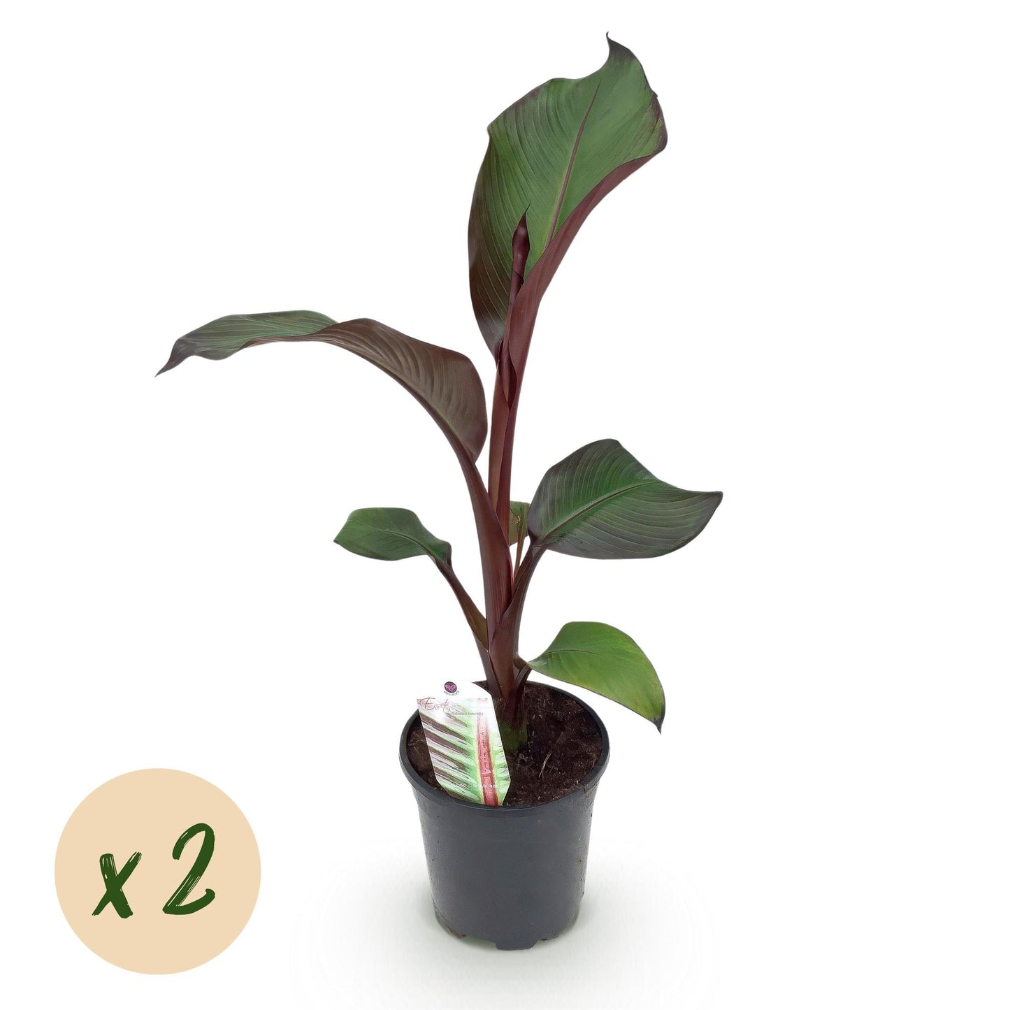 Green boutiQ - Fruitplant - Bananen plant - Ensete ventricosum Maurelli - Winterhard - 2 planten - Pot 17cm Hoogte 40cm