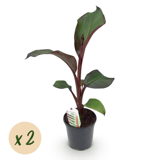 Green boutiQ - Fruitplant - Bananen plant - Ensete ventricosum Maurelli - Winterhard - 2 planten - Pot 17cm Hoogte 40cm
