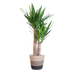 Yucca Elephantipes met Mand Lissabon zwart - 90cm - Ø21