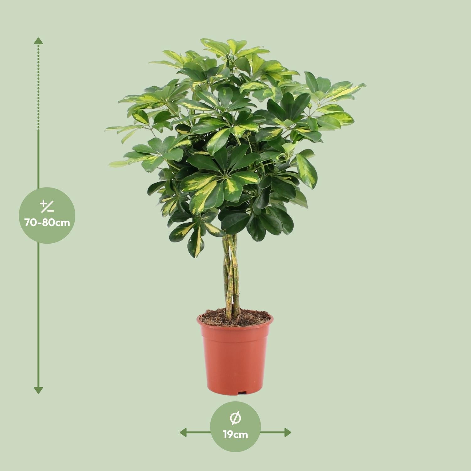 Schefflera Arboricola – Vingersboom kamerplant