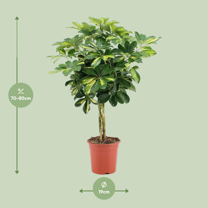 Schefflera Arboricola – Vingersboom kamerplant
