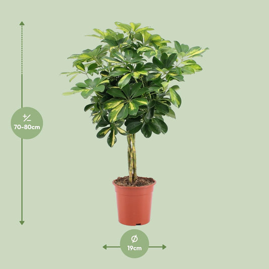 Schefflera Arboricola – Vingersboom kamerplant