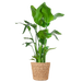 Strelitzia Nicolai XL met Torun mand - 140cm - Ø27
