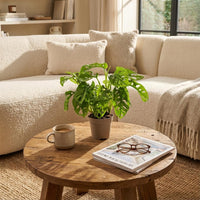 Monstera deliciosa – Gatenplant