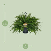Nephrolepis Green Lady - Ø20cm - ↕60cm