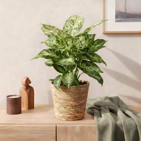 Dieffenbachia ‘Compacta’ – Dieffenbachia kamerplant