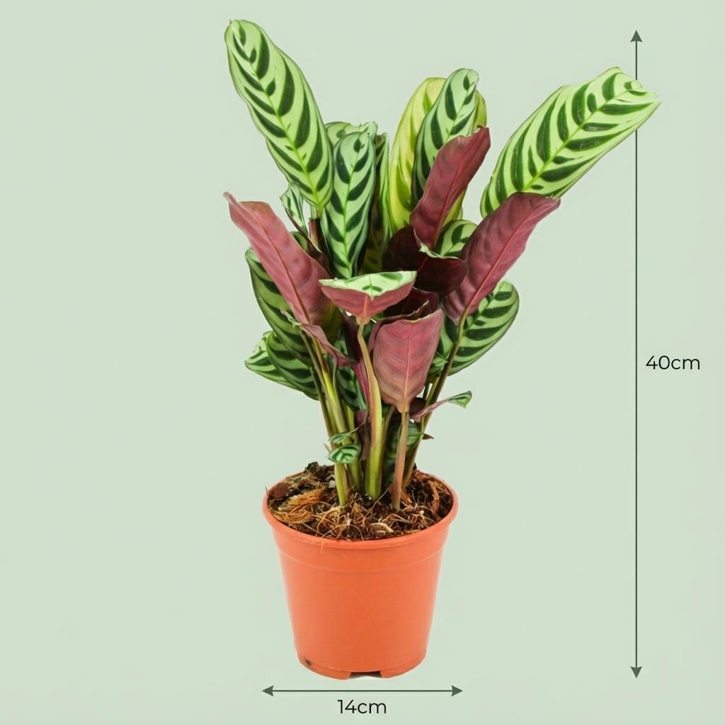 Ctenanthe burle-marxii – Visgraatplant