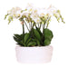 Kolibri Orchids | Witte orchideeënset in Como dish incl. waterreservoir | drie witte Ghent orchideeën 12cm | Mono Bouquet wit met zelfvoorzienend waterreservoir