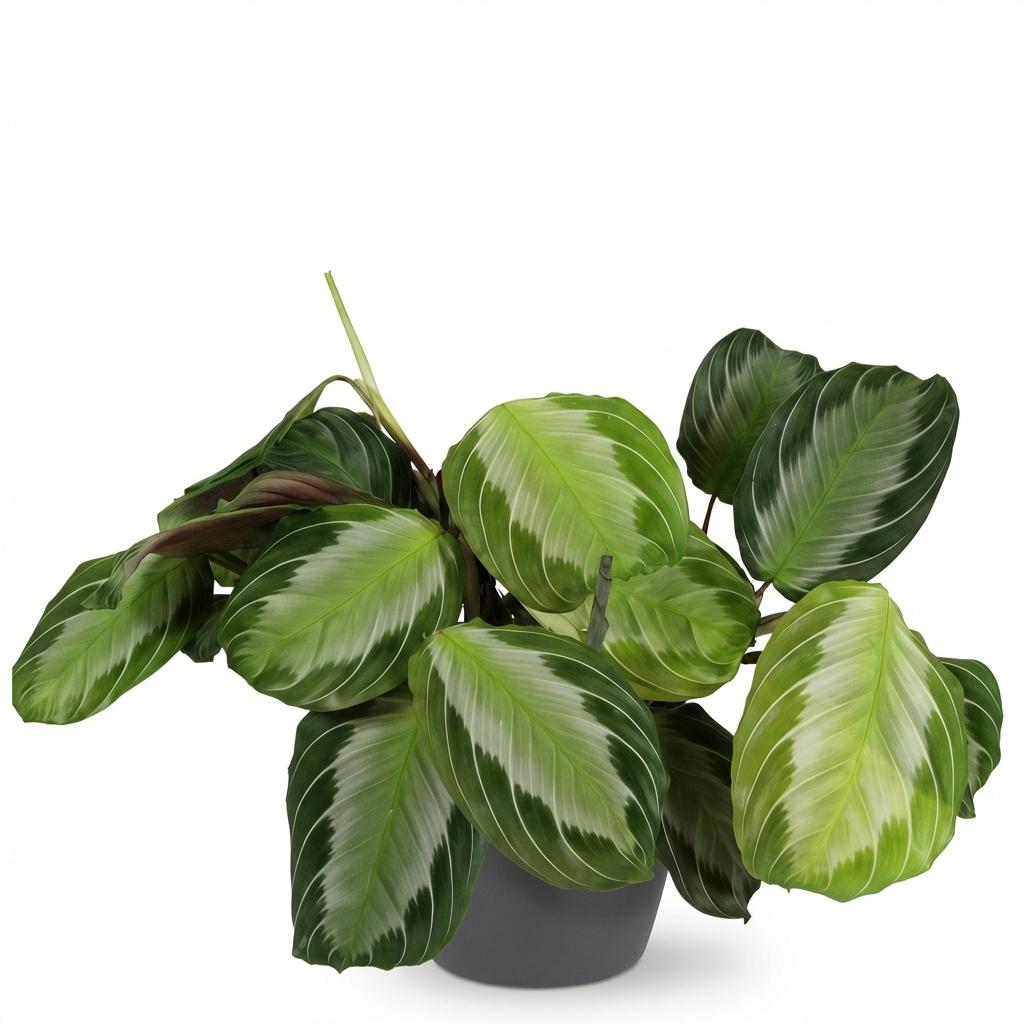 Maranta leuconeura – Gebedsplant