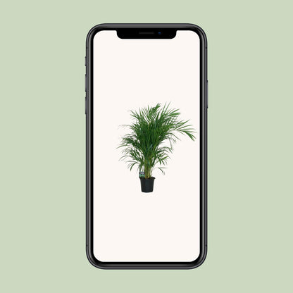 Dypsis Lutescens 120 - Ø19cm - ↕100cm