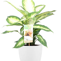 Dieffenbachia Camilla – Dieffenbachia kamerplant