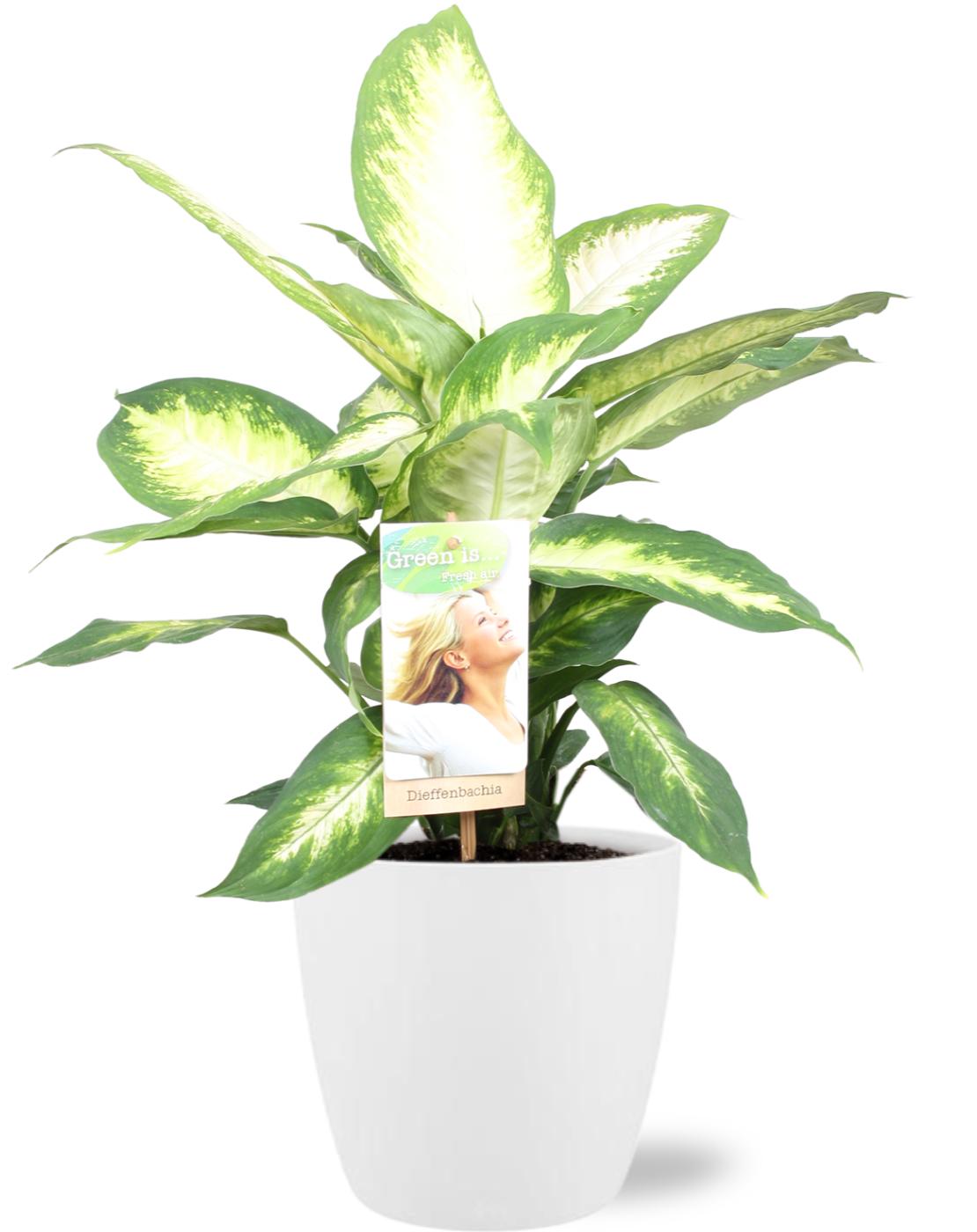Dieffenbachia Camilla – Dieffenbachia kamerplant