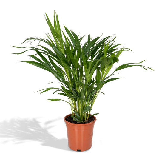 Areca Palm – Goudpalm kamerplant