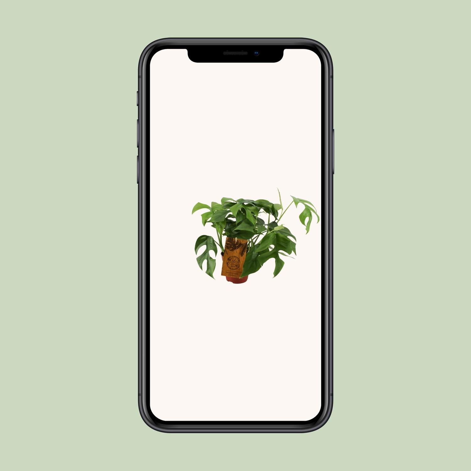 Monstera Minima - Ø12cm - ↕30cm