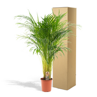 Areca Palm – Goudpalm kamerplant